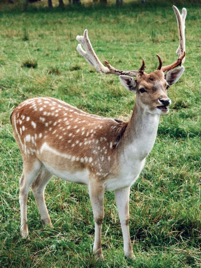 brown and white deer stands on green grass covered ground