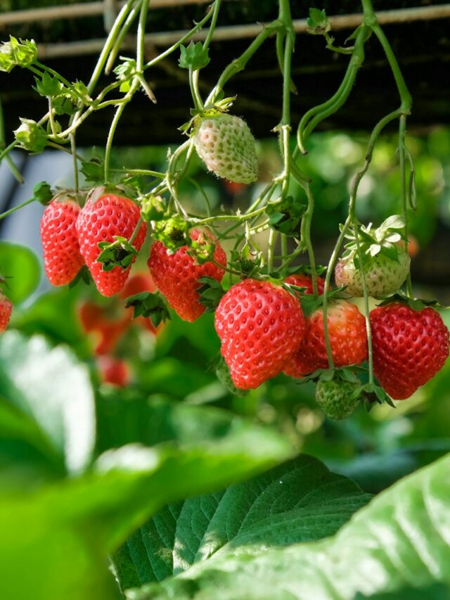 How to Grow Strawberries Without a Garden Bed