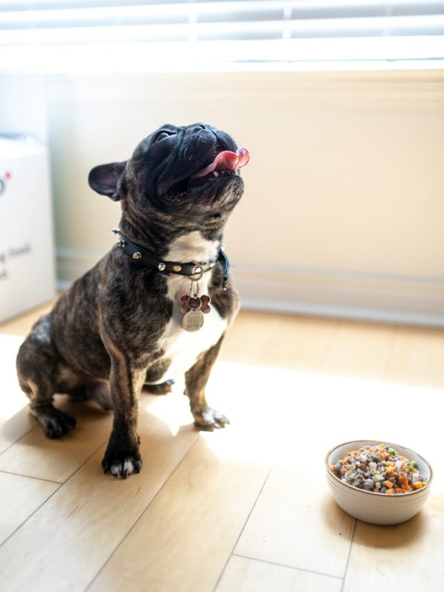 How often should dogs be fed?