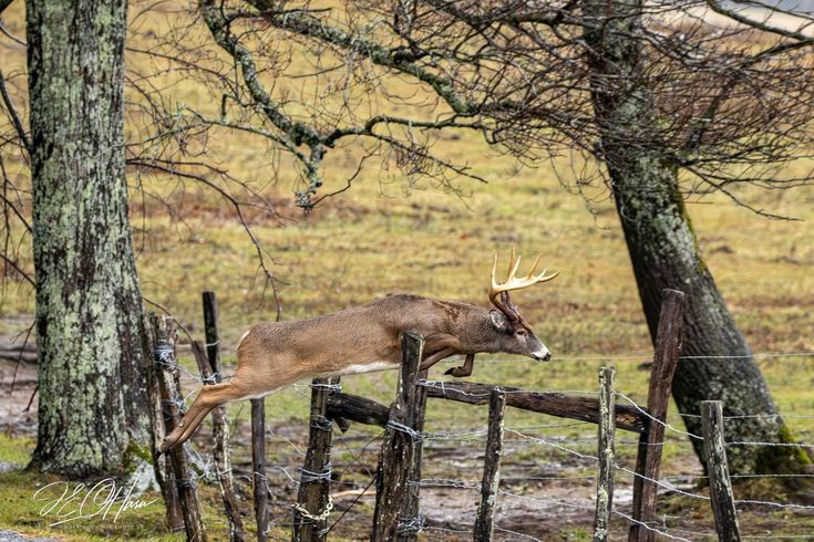 Adirondack Big Woods Deer Hunting