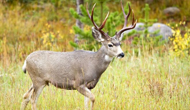 mule deer