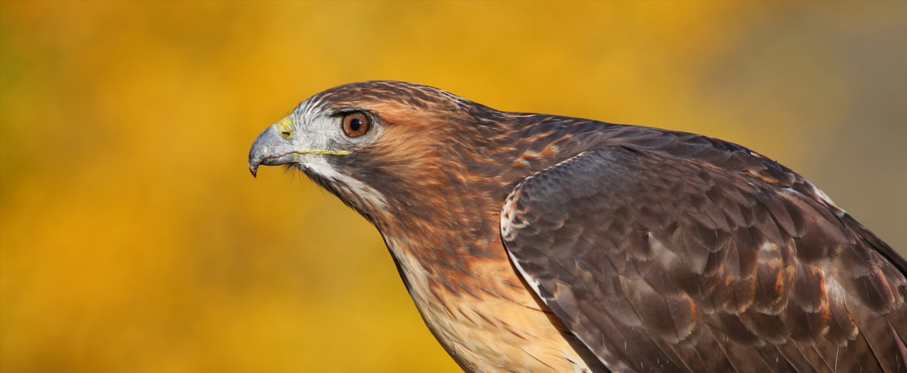 Red Tailed Hawk