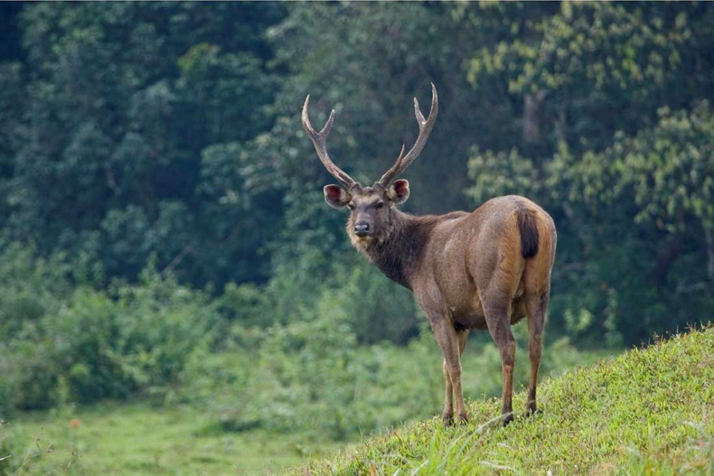 Sambar Deer Florida