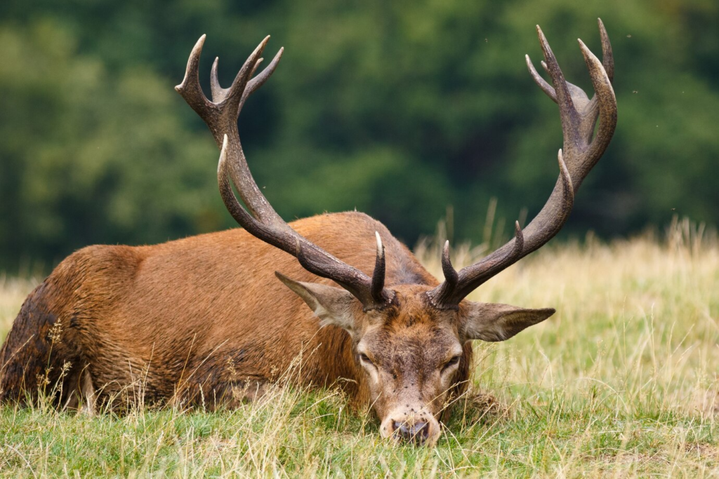 Diy Mule Deer Hunting With Dusty Coryn