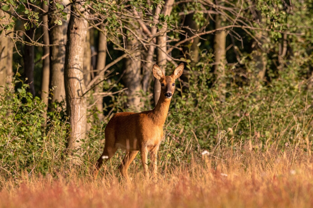 Deer Hunting Season Illinois 2025: Dates, Trends, and Trophy Tips You Can’t Miss!