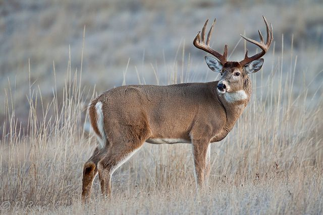 whitetail deer
What is special about the whitetail deer?