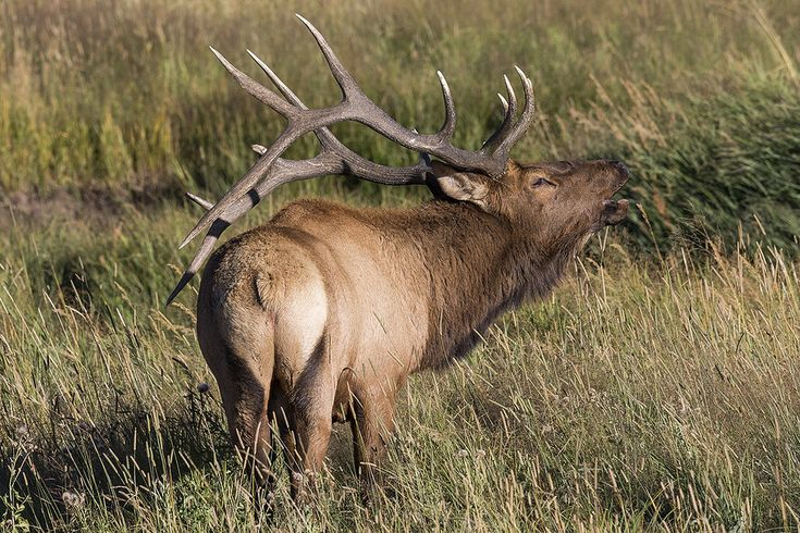 difference between elk and deer