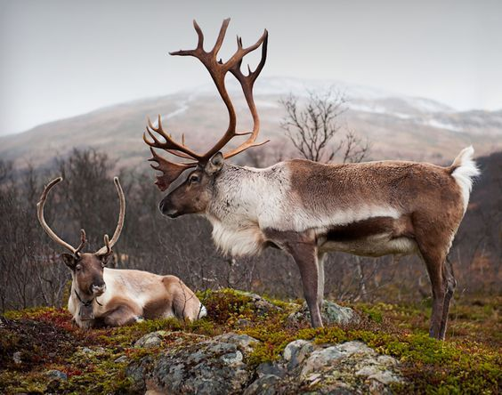 What is the difference between reindeer and deer