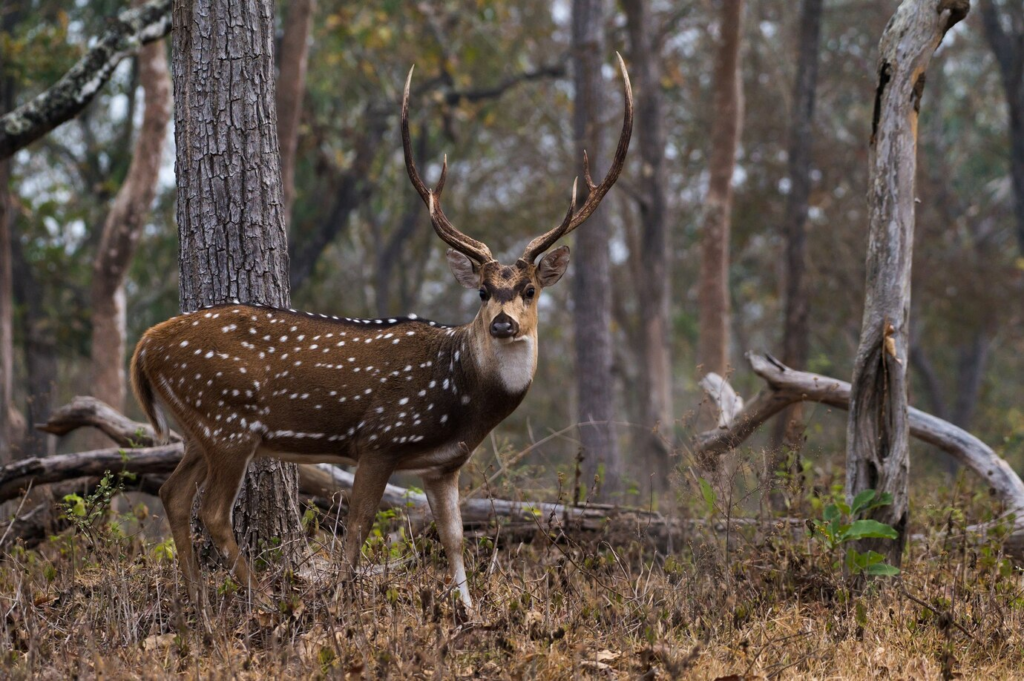 What is difference between axis deer and mule deer