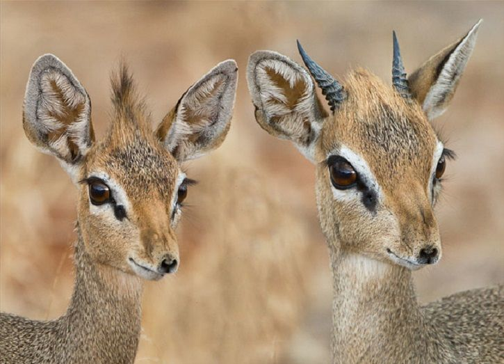 mouse deer