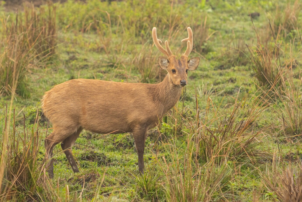 The Marsh Deer: Wandering Wetlands of South America