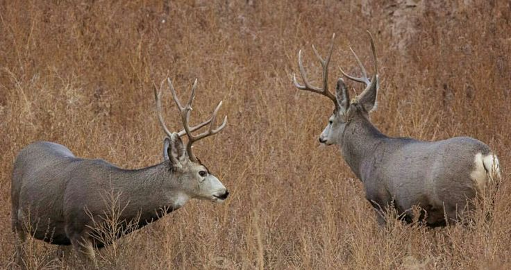 mule deer