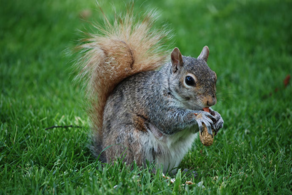 Squirrel Hunting: Tips, Trends, and Conservation Efforts for 2025