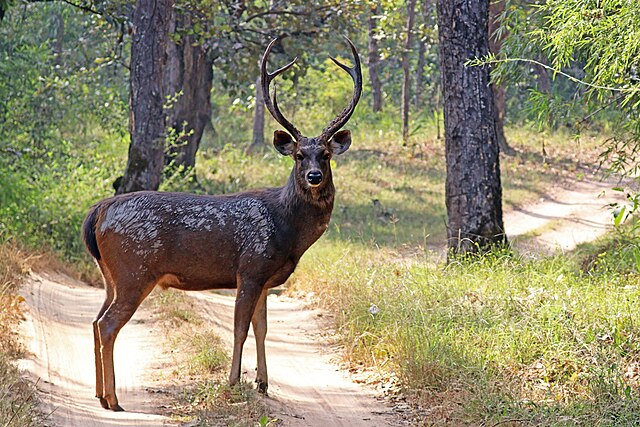 St. Vincent Island Sambar Hunt