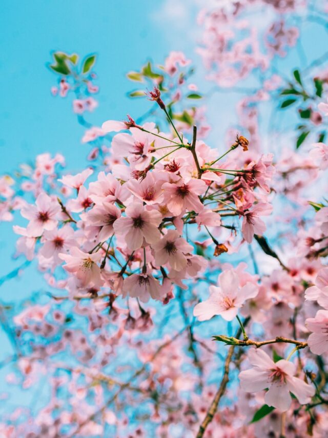 This Simple Spring Addition Will Grow Your Cherry Blossoms