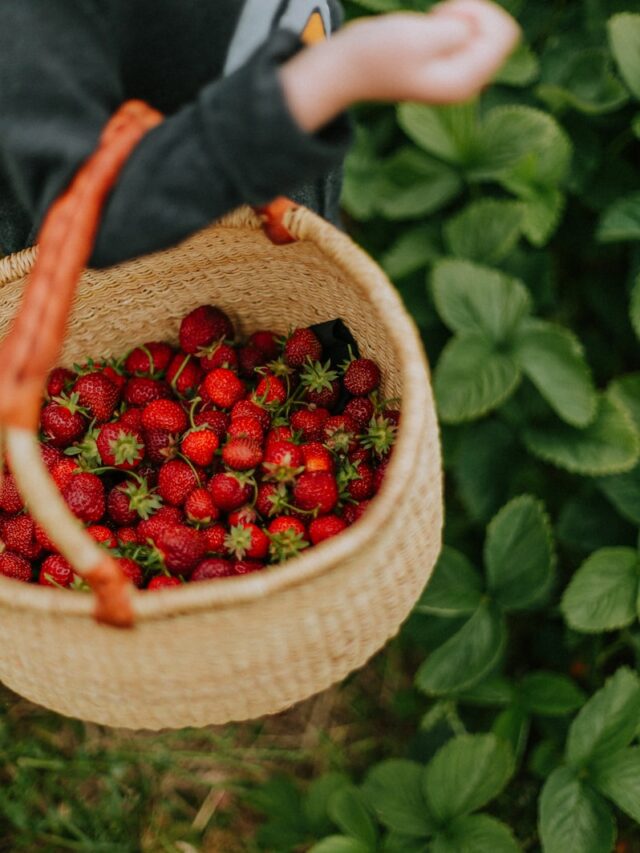 Strawberries will grow 'tastier, bigger and healthier' with simple growth tip
