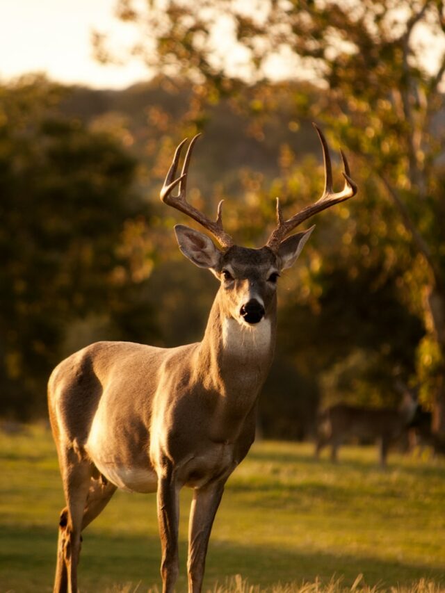 8 Largest Deer Species Roaming America’s Forests