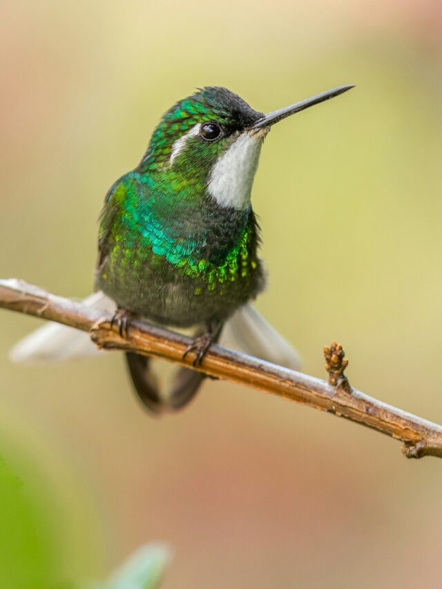 Many Ways To Lose Money Keeping A Hummingbird As A Pet