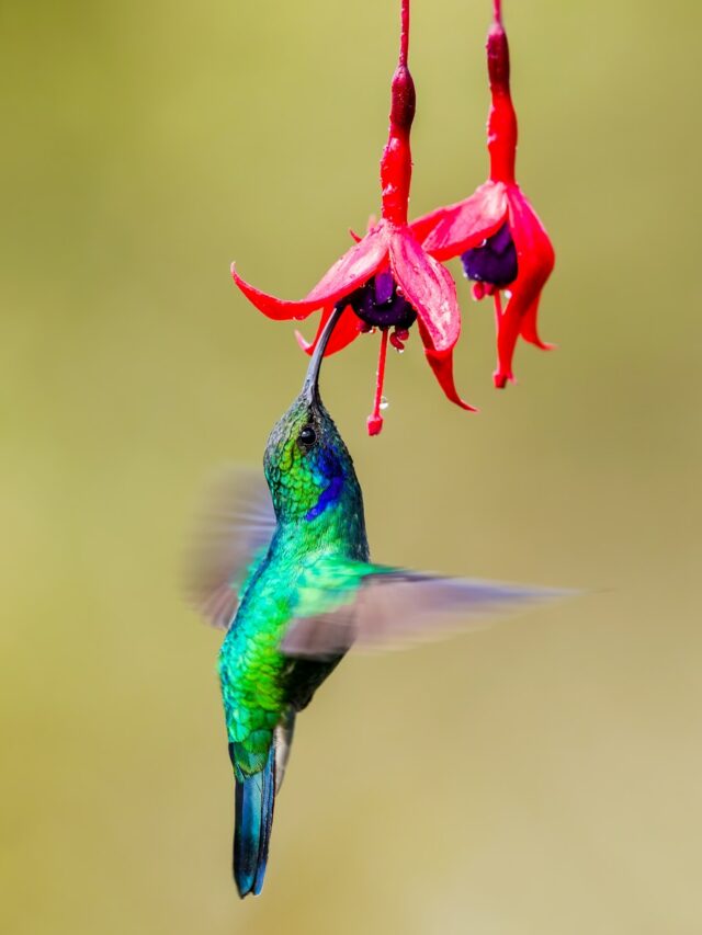 Why Hummingbirds Love the Color Red So Much