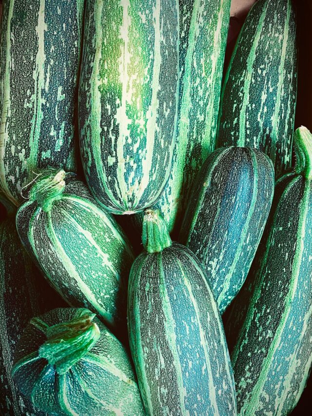 8-Point Guide to Growing Zucchini Vertically for More Harvests